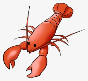 Transparent Crayfish Clipart - Lobster Drawing, HD Png Download, Transparent PNG
