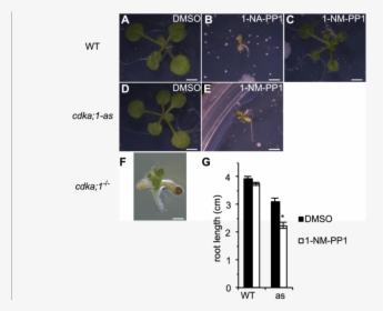 Modulation Of Plant Growth In Vivo - Cdka Arabidopsis, HD Png Download, Transparent PNG