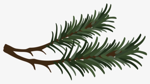 Branch Drawing Pine Needle - Pine Branch Vector Png, Transparent Png, Transparent PNG