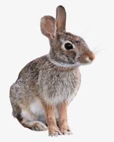 Wild Rabbit Animal Png Image Transparent Background - Transparent Background Animal Png, Png Download, Transparent PNG