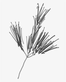 Sketch Of A White Pine Branch - Western Yellow Pine, HD Png Download, Transparent PNG