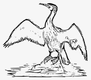 Cormorant Bird Drawing, HD Png Download, Transparent PNG