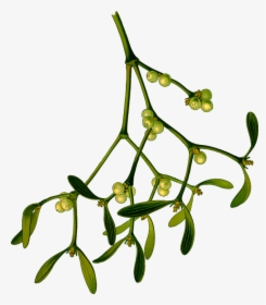 Plant,flora,leaf - Mistletoe Png, Transparent Png, Transparent PNG