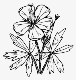 Wildflower Vector Botanical Transparent Png Clipart - Wild Flower Border Clip Art, Png Download, Transparent PNG