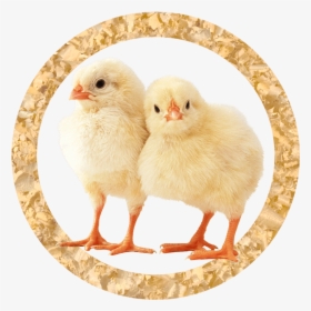 Broiler Chicks - Chicken Animal, HD Png Download, Transparent PNG