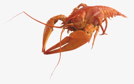 Lobster Png - Crustaceos Png, Transparent Png, Transparent PNG