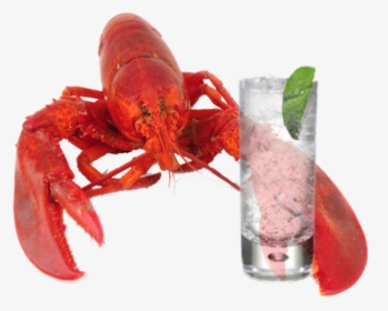 Transparent Lobster Png - Lobster Gin And Tonic, Png Download, Transparent PNG
