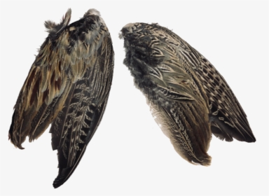 Pheasant Wings      Data Rimg Lazy   Data Rimg Scale - Vaux S Swift, HD Png Download, Transparent PNG