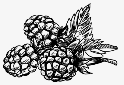 Free Download Clip Art - Berries Clipart Black And White, HD Png Download, Transparent PNG