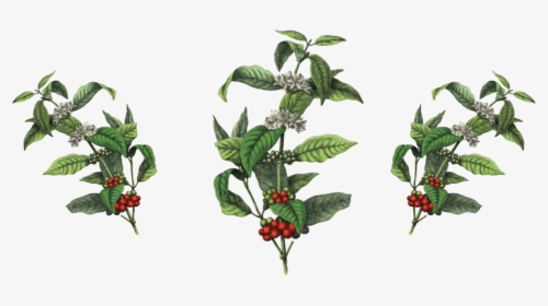 Coffee Plant Botanical Illustration, HD Png Download, Transparent PNG