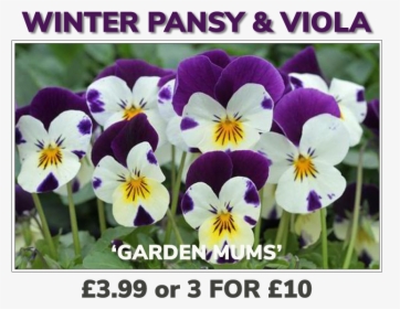 Grovewell Promos Winter Pansy & Viola - Sardi Plants, HD Png Download, Transparent PNG