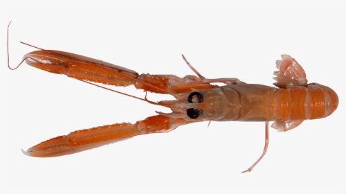 Transparent Crayfish Png - American Lobster, Png Download, Transparent PNG
