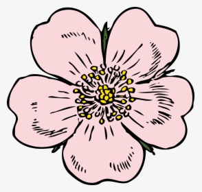 Bud Drawing Wild Rose - Apple Blossom Flower Drawings, HD Png Download, Transparent PNG