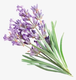Agapanthus, HD Png Download, Transparent PNG
