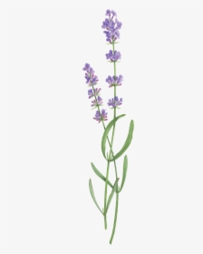 Two Sprigs Of Lavender, HD Png Download, Transparent PNG