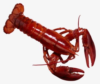 Lobster Png - Рак Карточки, Transparent Png, Transparent PNG