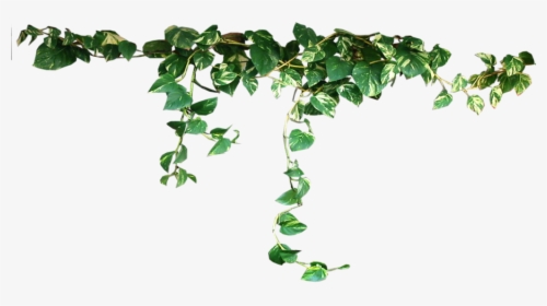 Plant Vine Clip Art - Plants Transparent, HD Png Download, Transparent PNG