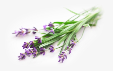 Lavender - Essential Oil Lavender Png, Transparent Png, Transparent PNG