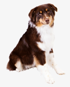 Gallery Images Yellow Lab Shepherd Mix Puppy - Australian Shepherd Transparent Background, HD Png Download, Transparent PNG