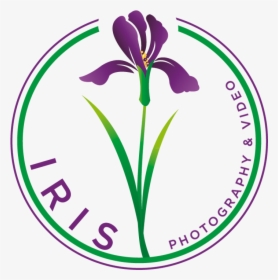 Purple Iris Png - Iris, Transparent Png, Transparent PNG