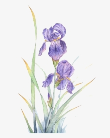 Transparent Iris Flower Png - Violet Flower Watercolor Png, Png Download, Transparent PNG