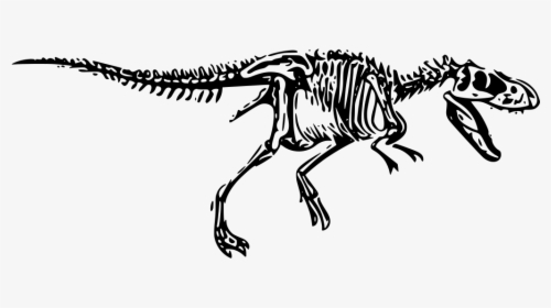 Transparent Dinosaur Bone Clipart - Dinosaur Skeleton Png Transparent Background, Png Download, Transparent PNG
