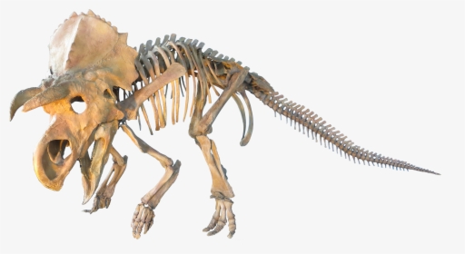 Judithian Aged Ceratopsian - Dinosaur Skeleton Transparent Background, HD Png Download, Transparent PNG