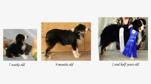 Growth Stages Of The Toy Aussie - Mini Australian Shepherd Growth, HD Png Download, Transparent PNG
