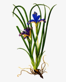 Iris Flower With Roots, HD Png Download, Transparent PNG