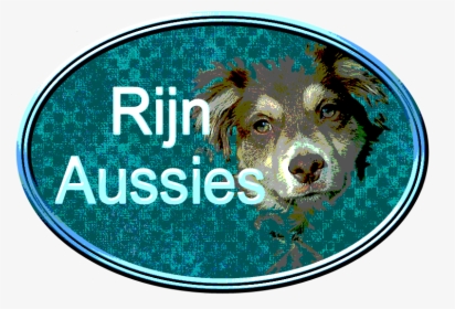 Rijn Aussie - Dog, HD Png Download, Transparent PNG