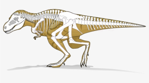 Tyranosaurus Rex - Dinosaur Skeleton X Ray, HD Png Download, Transparent PNG