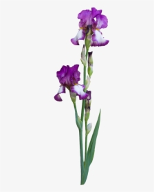 Why Do People Choose To Birth At A Birth Center - Iris Albicans, HD Png Download, Transparent PNG