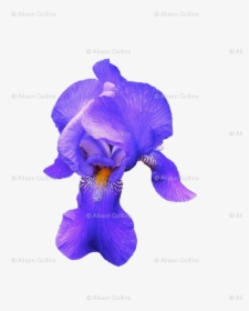 Iris Versicolor, HD Png Download, Transparent PNG