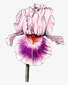 Transparent Iris Flower Png - Iris, Png Download, Transparent PNG