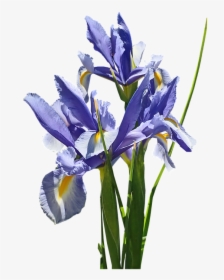 Flowers, Blue, Iris, Dutch, Stems, Bulb, Plant, Cut - Algerian Iris, HD Png Download, Transparent PNG