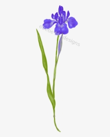 Siberian Iris - Iris Versicolor, HD Png Download, Transparent PNG