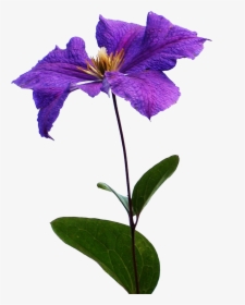 Clematis Flowers Png Background - Iris, Transparent Png, Transparent PNG