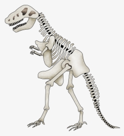 Clip Art Dinosaur Skeleton Clipart - Clipart Dinosaurs Bone, HD Png Download, Transparent PNG