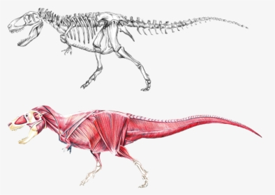 Dinosaur Anatomy, HD Png Download, Transparent PNG