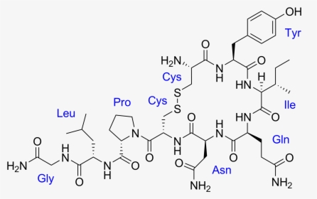 Oxytocin With Labels - Oxytocin Molecule, HD Png Download, Transparent PNG