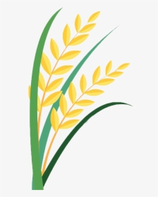 Grain Clipart Paddy - Paddy Clipart, HD Png Download, Transparent PNG