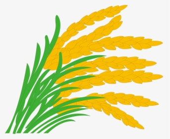Paddy Field Grasses Clip - Rice Field Clipart, HD Png Download, Transparent PNG
