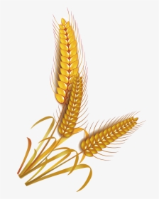 Wheat Rice Cereal Whole Grain Clip Art - Grain Rice Vector Png, Transparent Png, Transparent PNG
