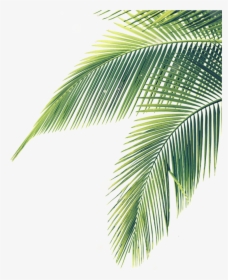 Transparent Palm Branches Clipart - Palm Tree Leaves Png, Png Download, Transparent PNG