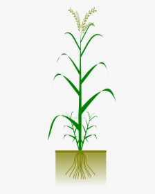 Plants Clipart Palay - Drawing Of Ragi, HD Png Download, Transparent PNG