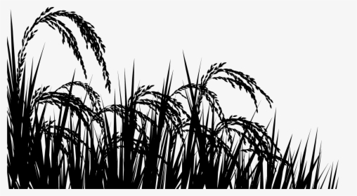 Rice Field Black And White Png, Transparent Png, Transparent PNG