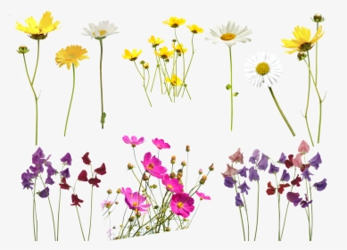 Meadow, HD Png Download, Transparent PNG