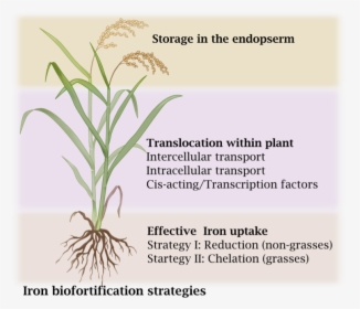 Iron Biofortification Of Rice, HD Png Download, Transparent PNG
