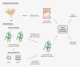 Fig - Genetic Biofortification, HD Png Download, Transparent PNG
