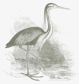 Transparent Crane Bird Png - Great Blue Heron, Png Download, Transparent PNG